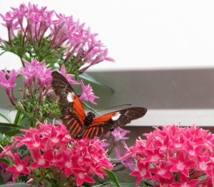 The butterflies feasted on the colorful blossoms inside the controlled habitat