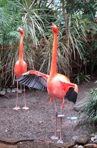 Rhett and Scarlett, the pair of flamingos that inhabit the butterfly conservatory. I think Rhett may be saying, "Frankly, my dear . . . "