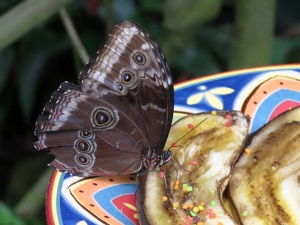 Want to attract butterflies? Put old bananas on a colorful plate, and add some festive sprinkles . . . 