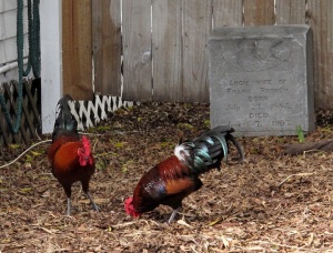 I shot this to illustrate the chickens that roam freely (and protected by law) around the island. These were scratching around in the side yard of a home, and I didn't see the gravestone there till I edited the photos!